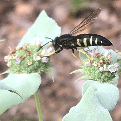 Services Bluestem Restoration & Landscapes